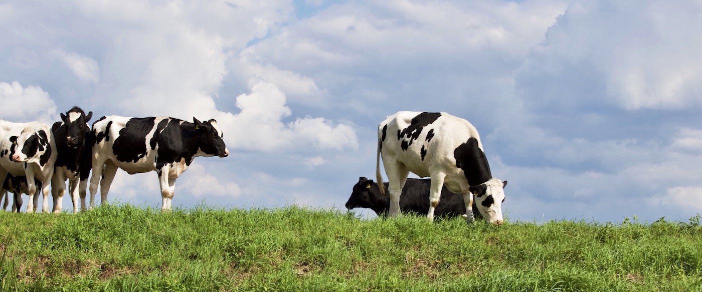 FonterraFonterra Financial assessment