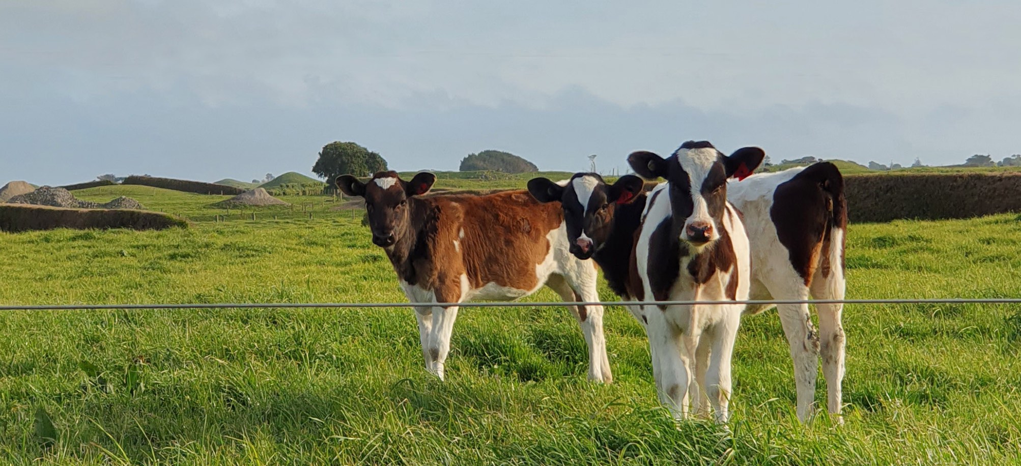 Dairy Investment Report New Zealand