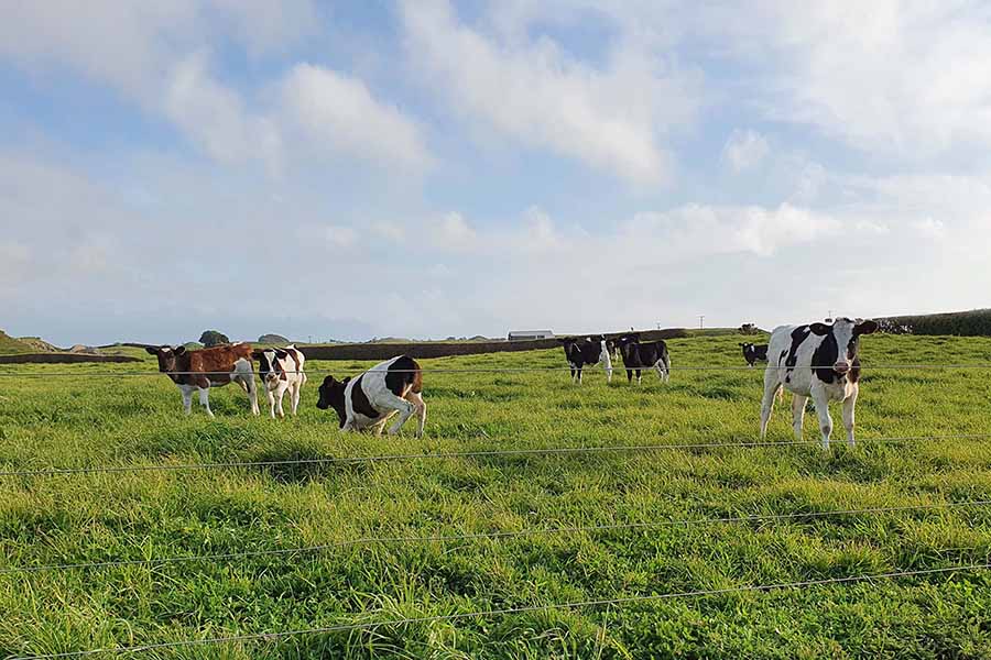 TDB Fonterra Capital Restructure MPI