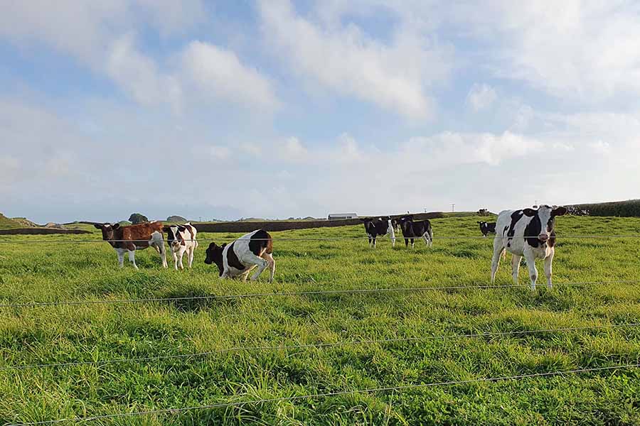 TDB Fonterra Capital Restructure MPI