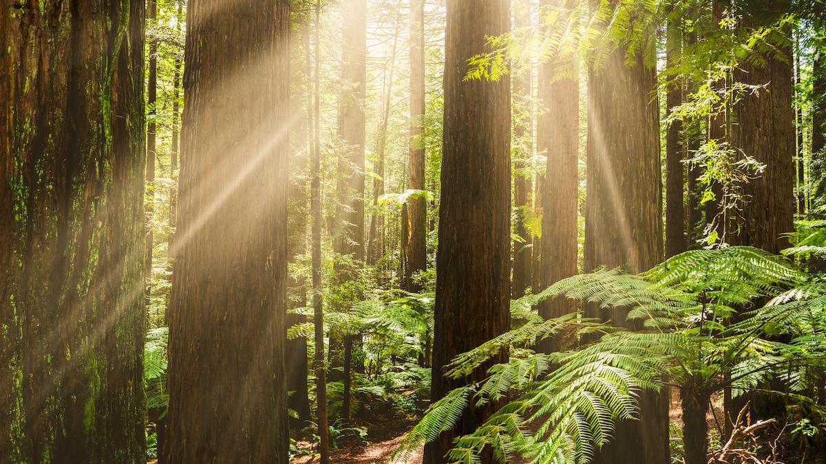 Iwi Investment report